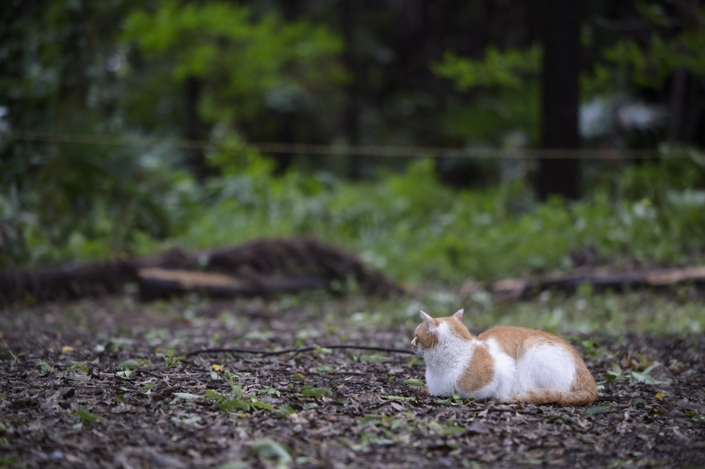 135mm 練習お写ん歩