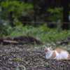 135mm 練習お写ん歩