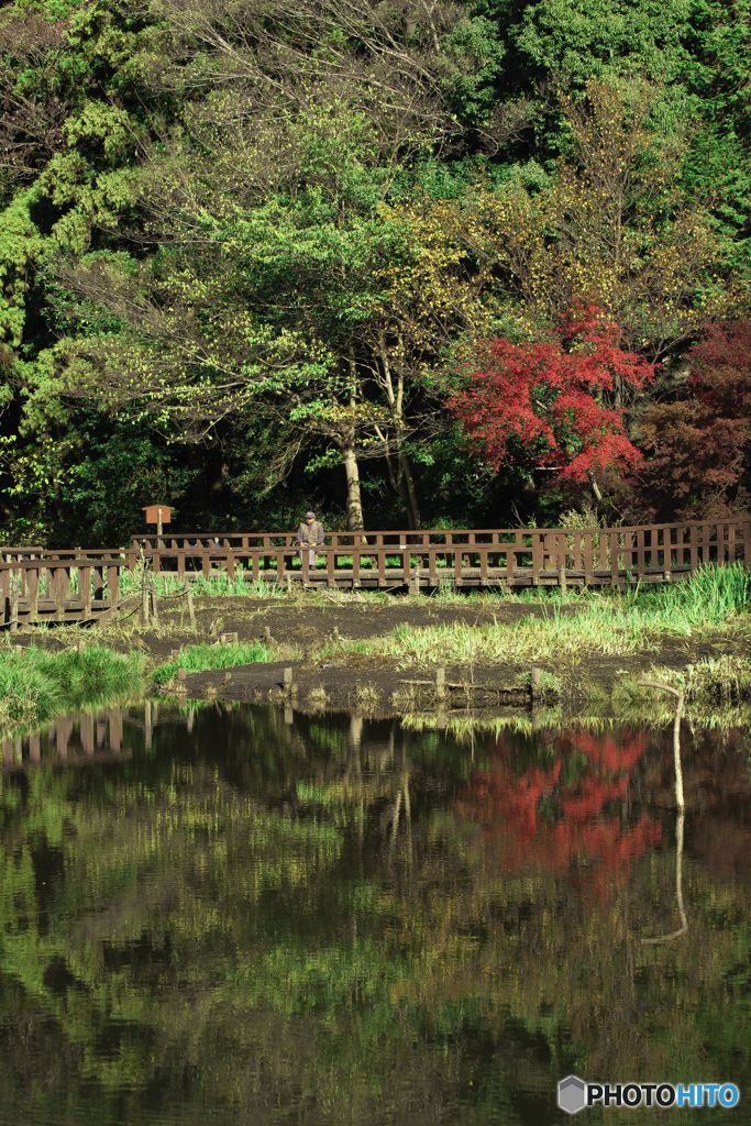 普段カワセミ撮影してる公園の池の紅葉