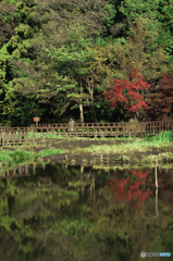 普段カワセミ撮影してる公園の池の紅葉