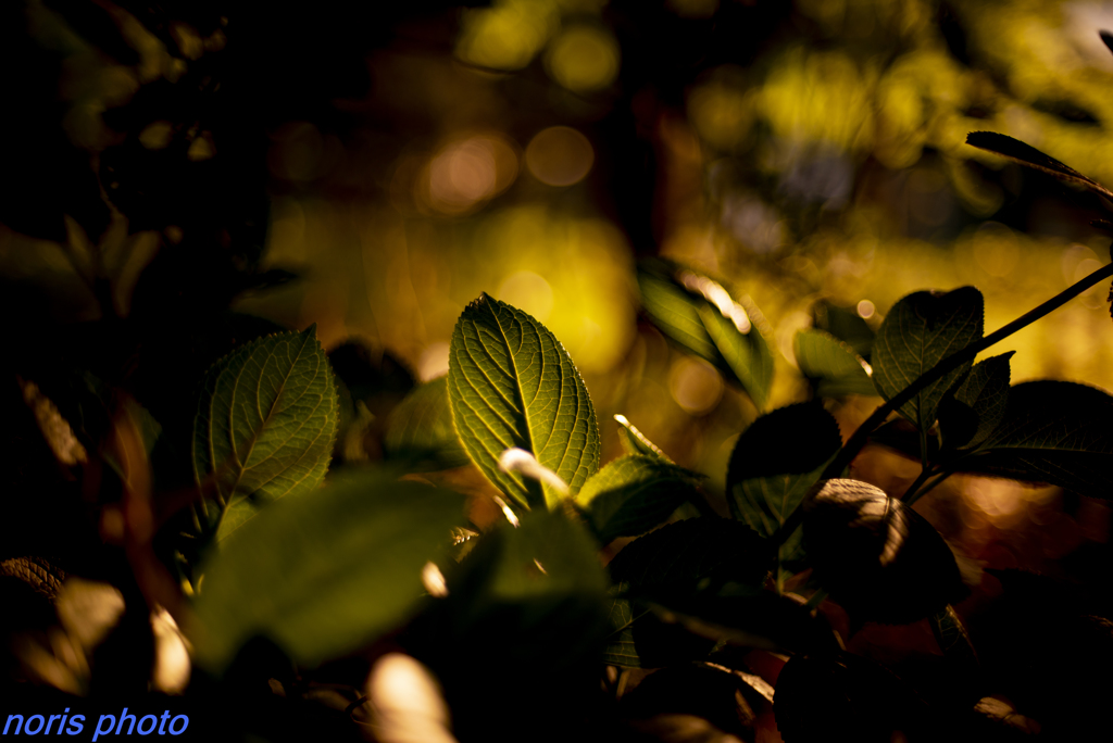 sunset　shadow　　
