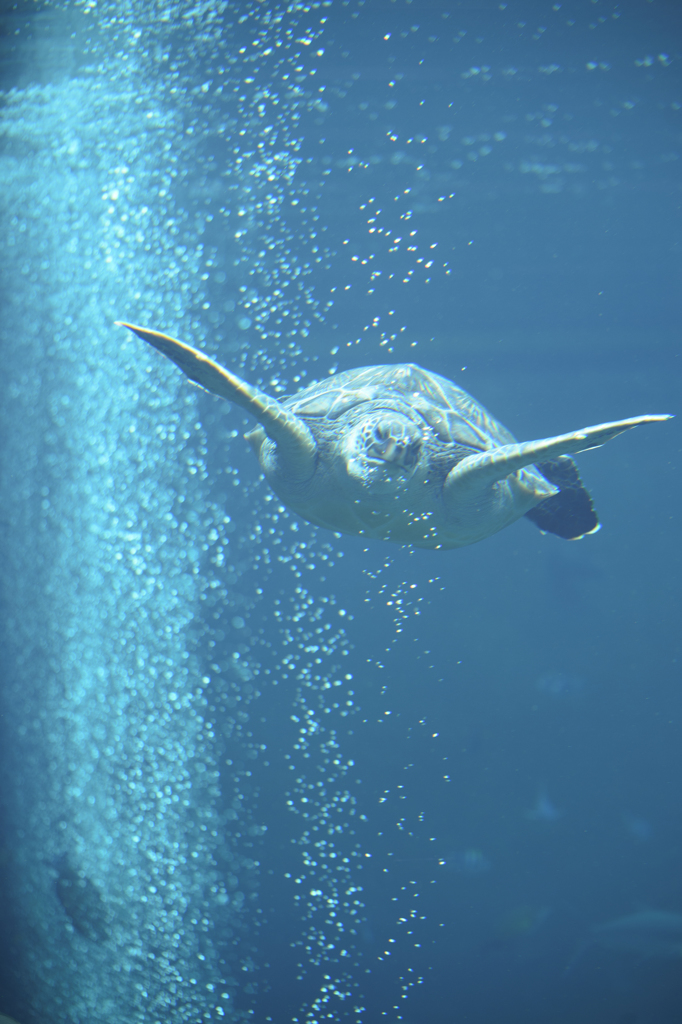 箱根園水族館