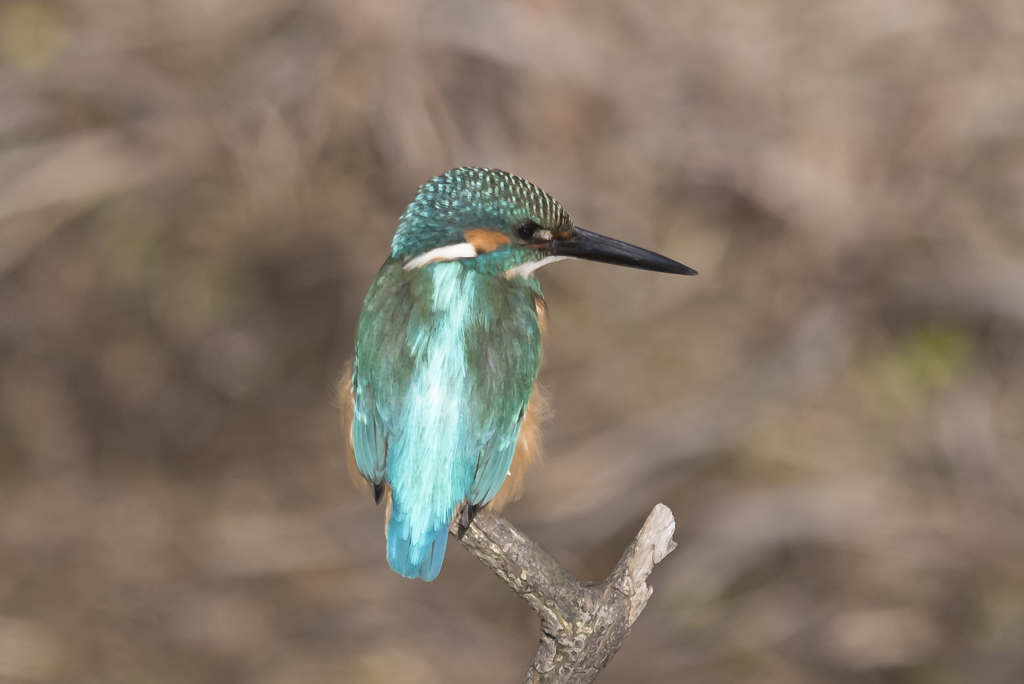 野鳥撮り納め