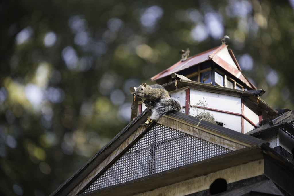 町田リス園
