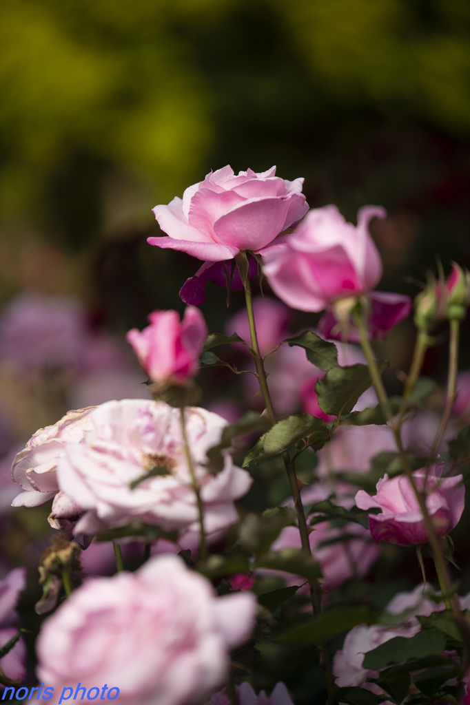 光陵公園　薔薇ガーデン