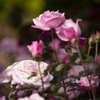 光陵公園　薔薇ガーデン