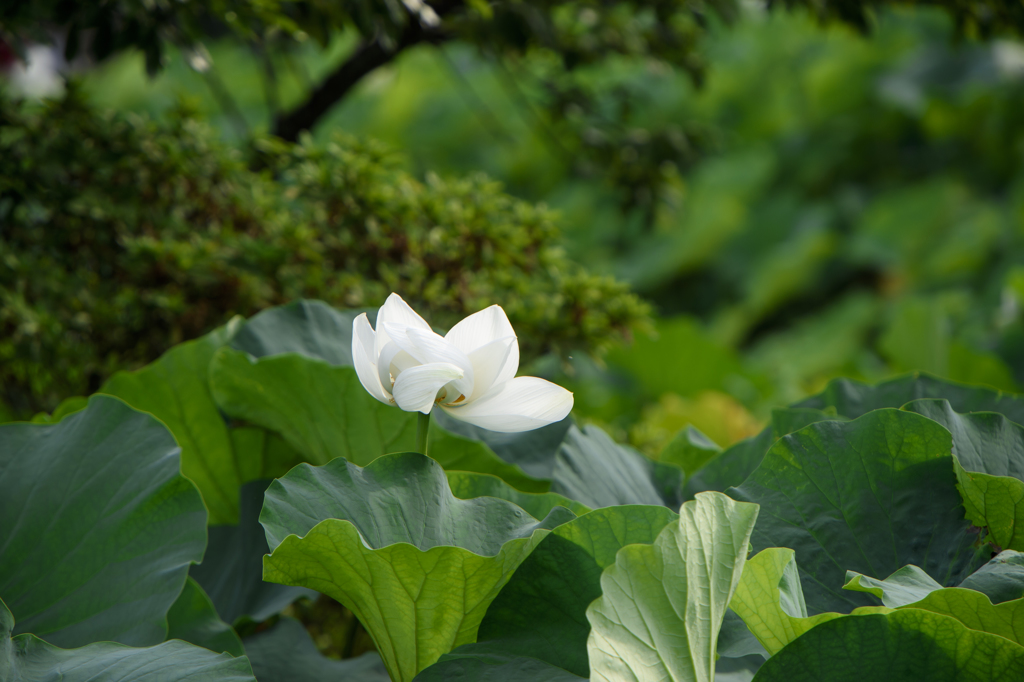 鎌倉八幡散策