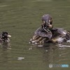 カイツブリの親子