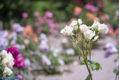 調布　深大寺薔薇園