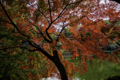薬師池　紅葉散歩