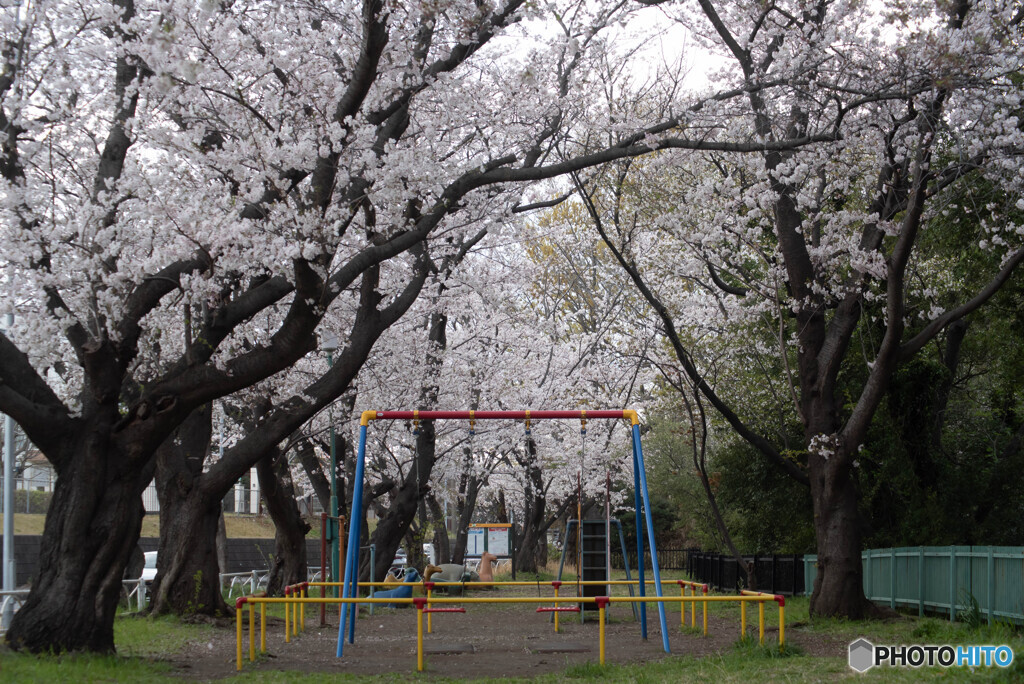 高座渋谷　千本桜付近散策