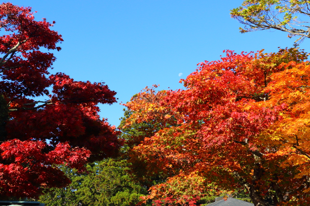 紅葉