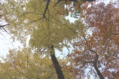 紅葉　きいろ
