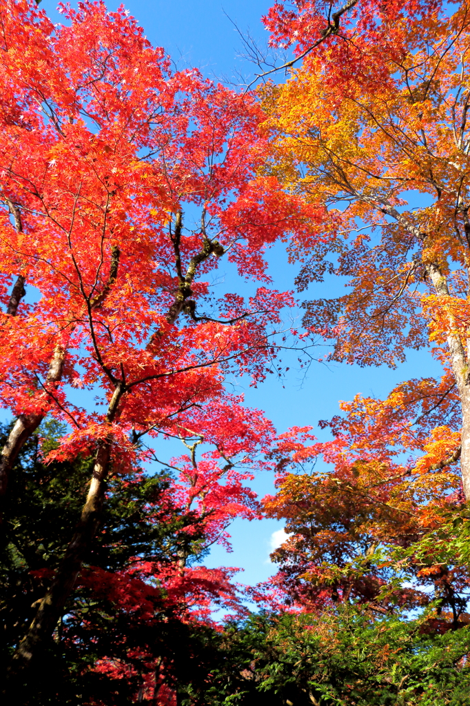 紅葉２