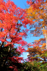 紅葉２
