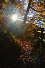 朝の散歩道