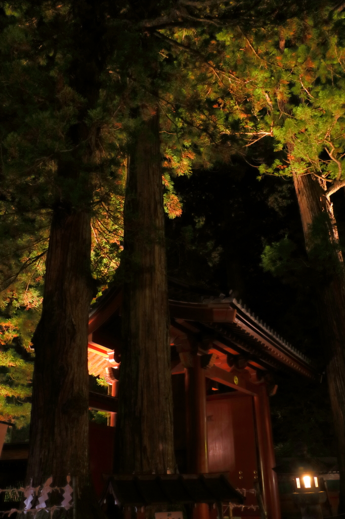 夫婦杉