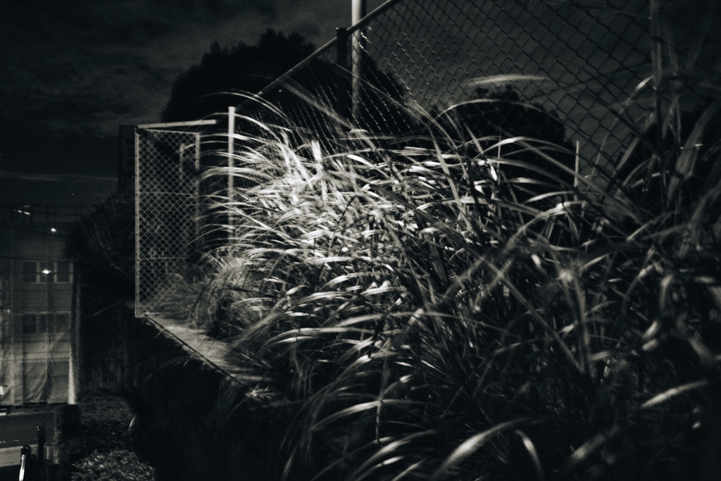 Silver grass