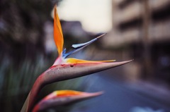 極楽鳥花