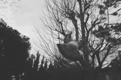 Hato