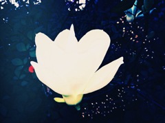 白く飛ぶ花