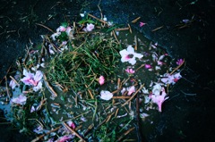 flower cookin' with rain