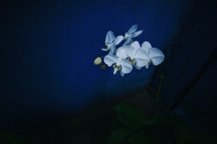 竹芝 白い花
