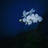 竹芝 白い花