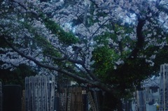 墓のさくら