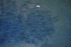 私たち追われてます！
