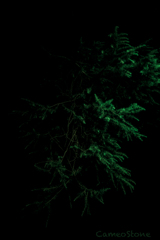 Light