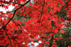 紅葉