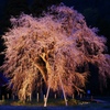 おしら様の枝垂れ桜 ライトアップ