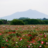 ヒナゲシと筑波山②