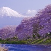 龍巌淵の桜