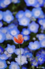 紅一点
