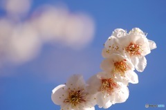水戸の梅②