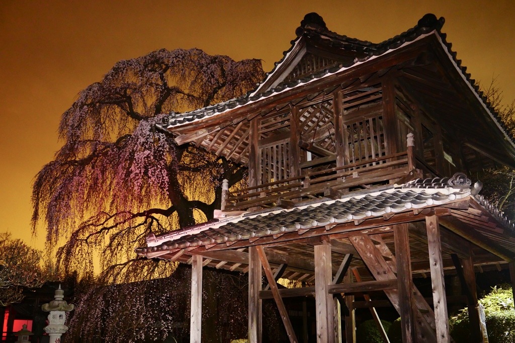 阿弥陀寺の夜桜