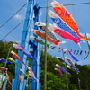 竜神峡鯉のぼり