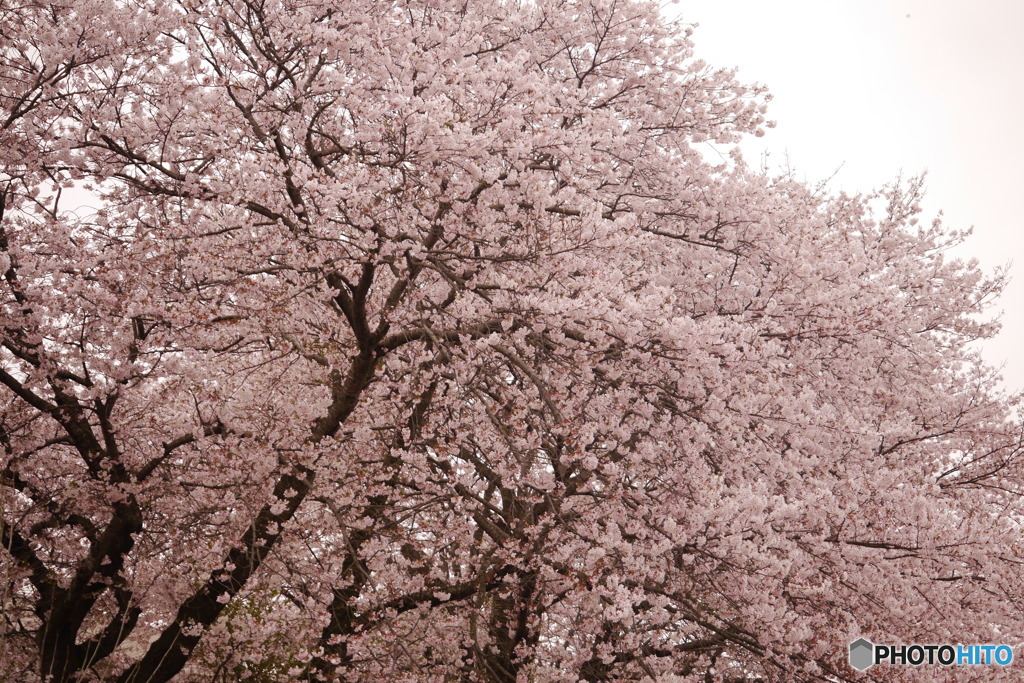 小学校の桜