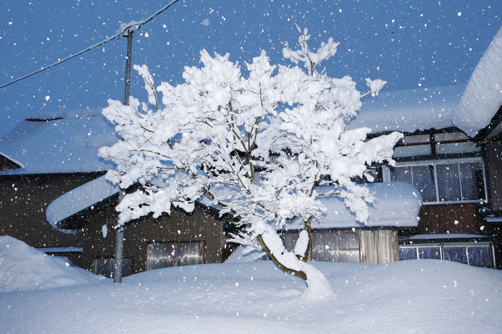 深雪