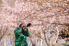 桜撮る人