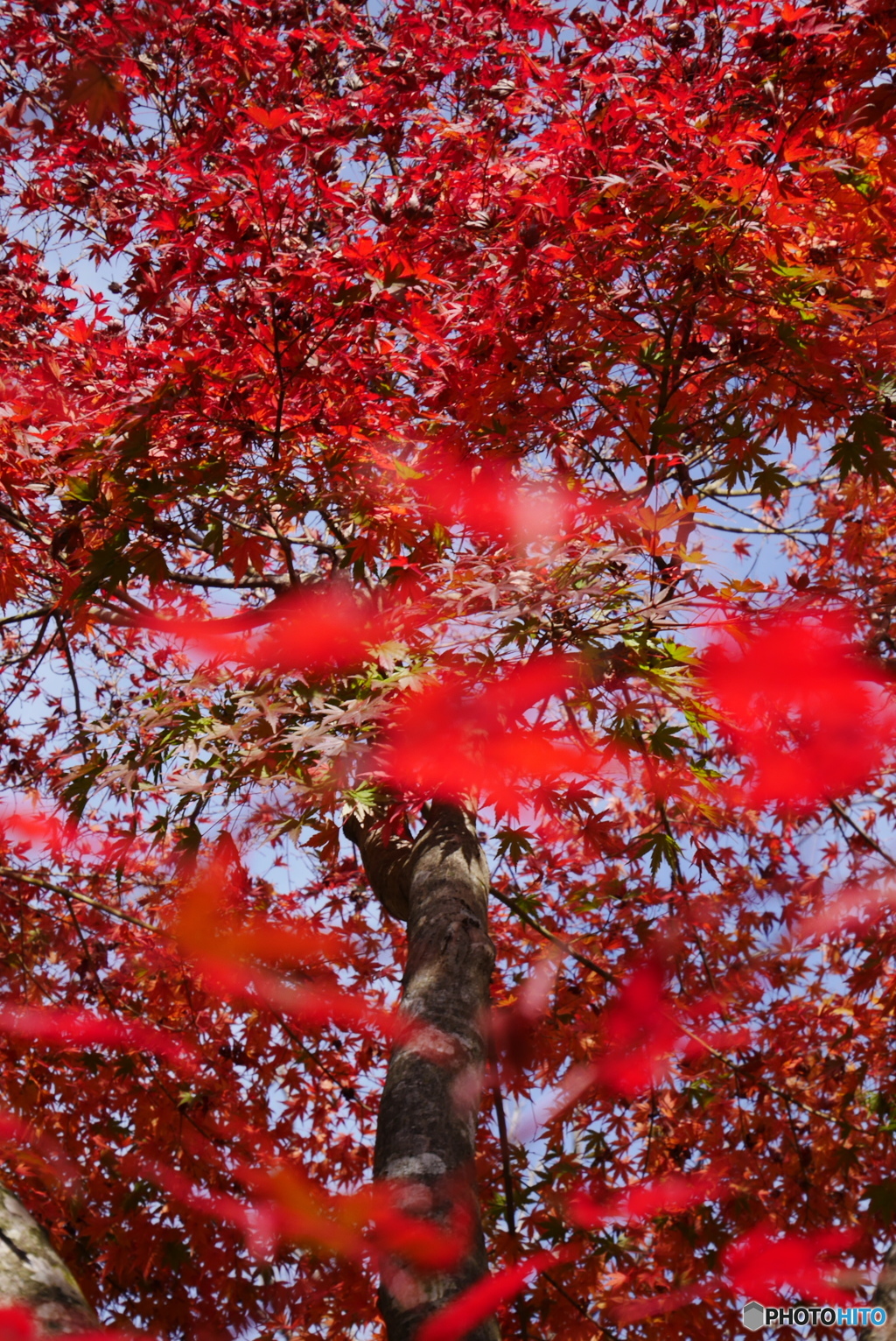 北山公園の紅葉①