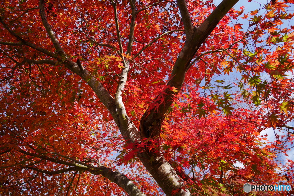 北山公園の紅葉③