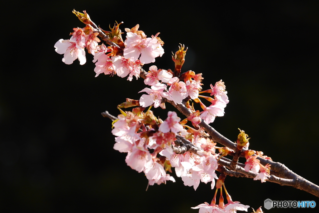 河津桜