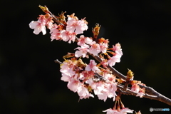 河津桜