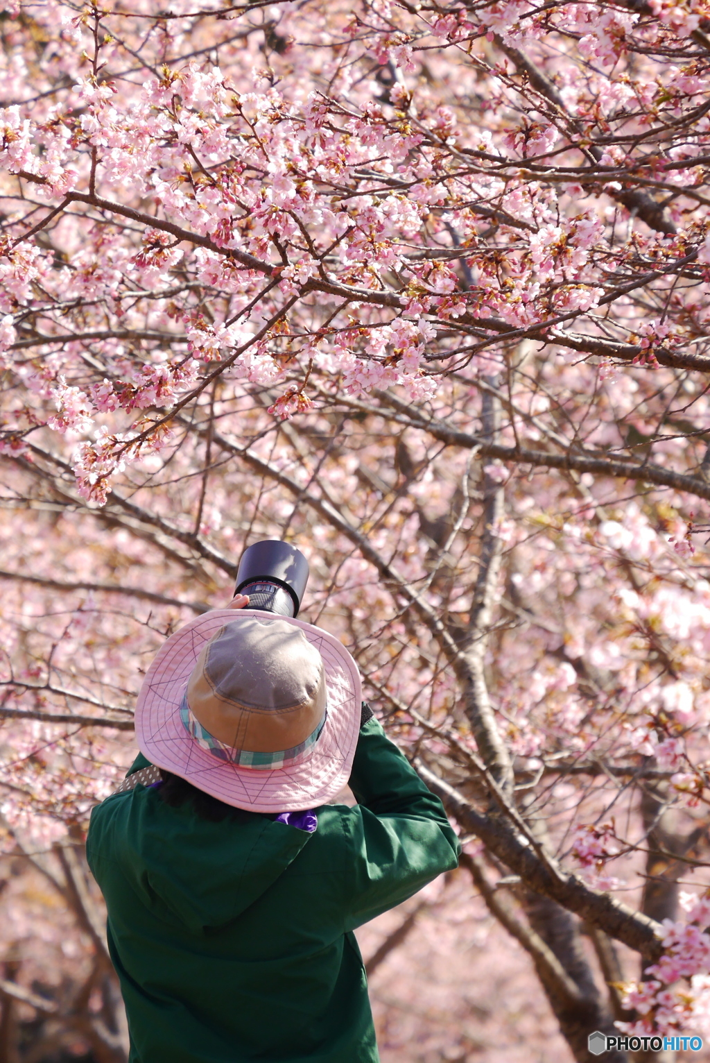 桜撮る人②
