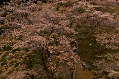桜の時