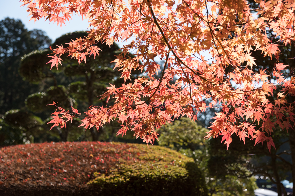 紅葉