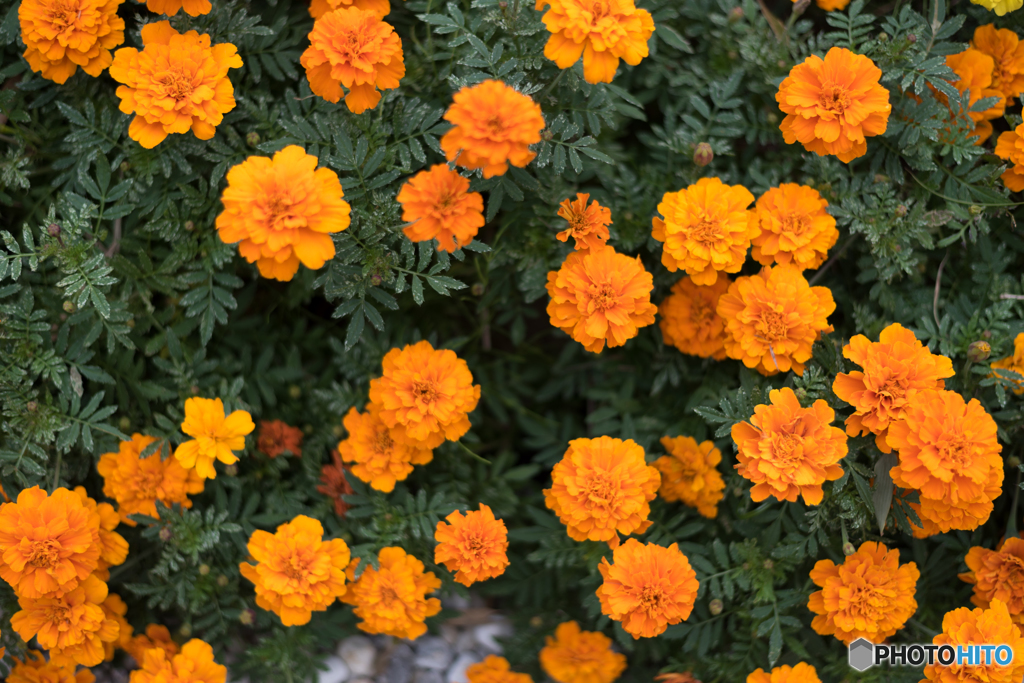 花柄